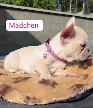 Französische Bulldogge -Welpen