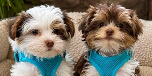 Yorkshire-Welpen (Rüde und Hündin) zur Adoption 