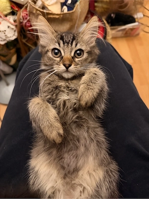 maine coon kater 