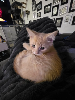 Maine-Coon Kitte
