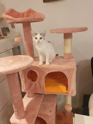 Babykatzen ab sofort abzugeben!