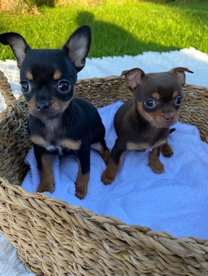 Zwergpinscher Chihuahua Mix Welpen
