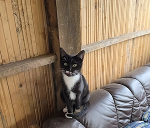 3 Kitten suchen ein neues Zuhause