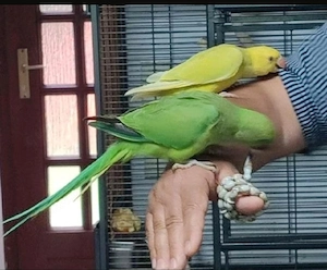 Halsbandsittiche