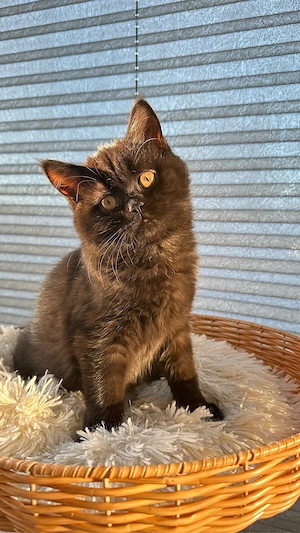 Reinrassige BKH-Kitten - kleine Traumkätzchen suchen ihr Zuhause