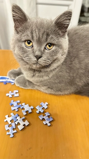 Reinrassige BKH-Kitten - kleine Traumkätzchen suchen ihr Zuhause