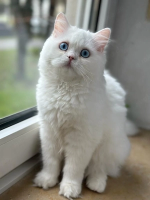 eine wunderschöne Katze mit blauen Augen