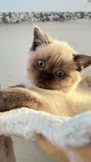 BKH Kitten suchen ein neues Zuhause