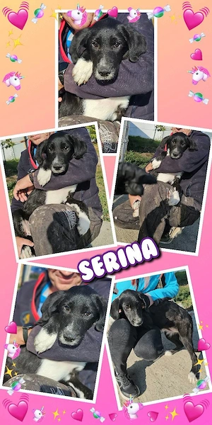 bezauberndes, wunderschönes Welpenmädchen "Serina" sucht ein Zuhause