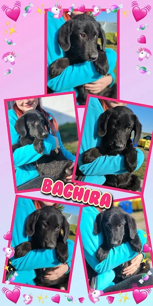 zuckersüßes Welpenmädchen "Baghira" sucht ein liebevolles Zuhause