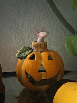 Axolotl Jungtiere abzugeben