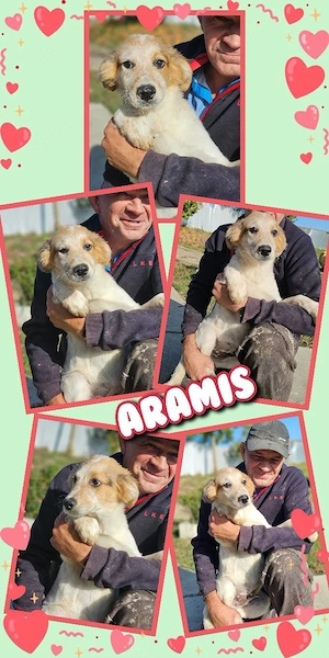 wunderschöner Welpenjunge "Aramis" sucht ein liebevolles neues Zuhause
