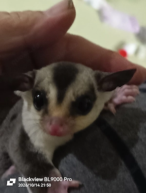Zwei Sugar Glider Männchen 