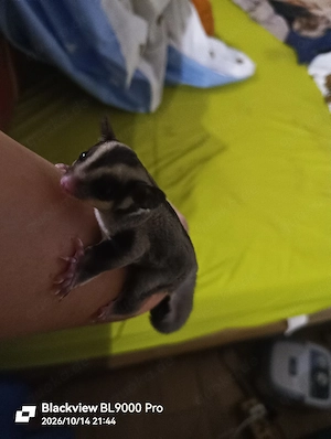 Zwei Sugar Glider Weibchen 