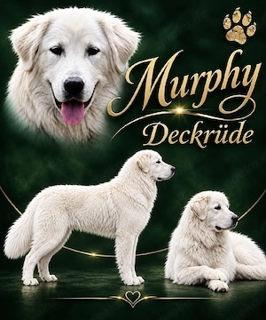 Deckrüde Murphy steht gesunden Hündinen zur Verfügung, kein Verkauf!