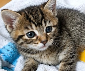 Katzenbaby sucht zuhause 