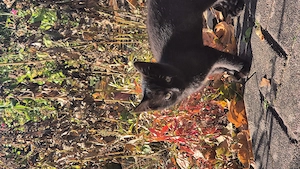 kleines Katzenmädchen sucht ein Zuhause 
