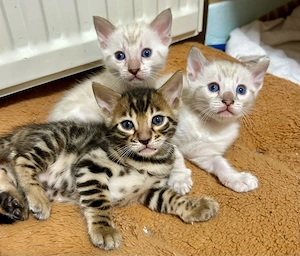 Wunderschöne Bengal-Kitten mit Stammbaum