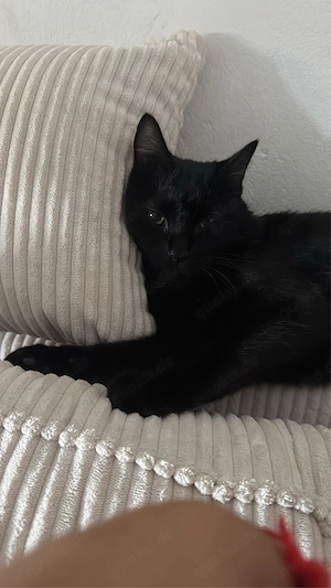 Kater 2 Jahre alt 
