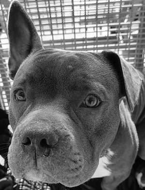 Französische Bulldogge Mix 