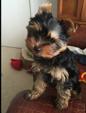 Yorkshire terrier welpen 