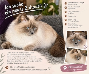 Heilige Birma Katze 