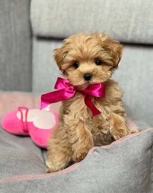 Maltipoo Welpen zu vermitteln (WEIBCHEN) 