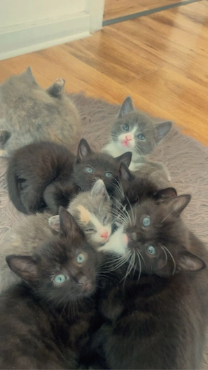sieben süße Babykatzen suchen eine neues zuhause