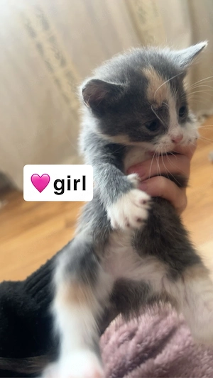 sieben süße Babykatzen suchen eine neues zuhause