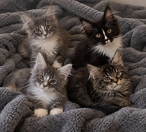 Wunderschöne Maine-Coon-Kater mit Stammbaum