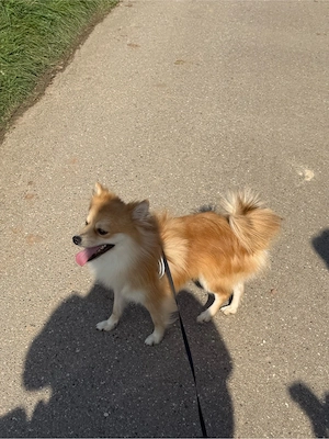 Ruffy sucht Für-IMMER Zuhause  