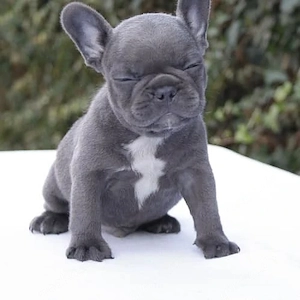 Französische Bulldoggen-Welpen, Farbe Blau, mit Ahnentafel und EU-Heimtierausweis