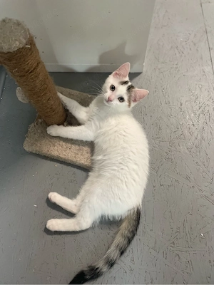 Angel-Katze