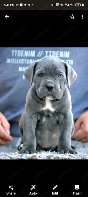 Canecorso for adoption 
