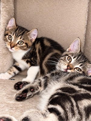    Maine-Coon-Mix-Kitten  