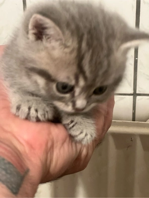 Wunderschöne Kitten aus BKH British Shorthair 