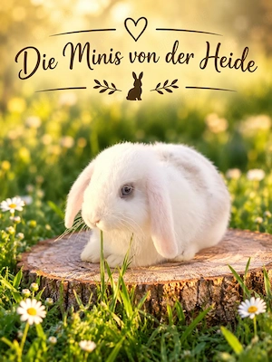Minilop Zwegenwidder Zwergkaninchen 