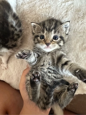 bkh mix baby katzen 