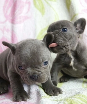 Zuckersüße sportliche Französische Bulldoggen Welpen Blue Lilac