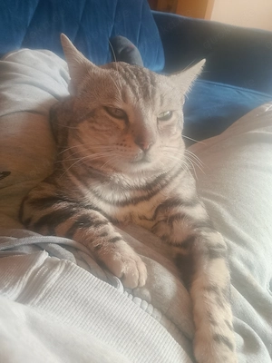 Bengal later mit Stammbaum und zuchtzulassung