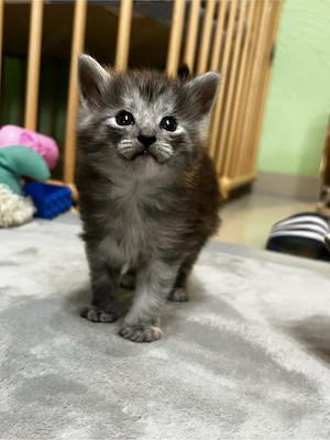 Norwegische Waldkatzen Kitten 