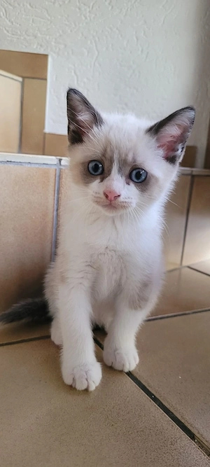 Heilige Birma Kitten 