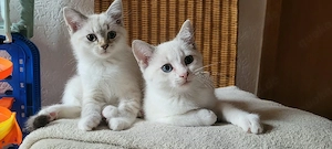 Heilige Birma Kitten 