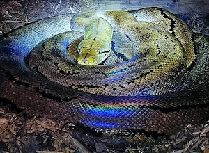 Netzpython 0.1