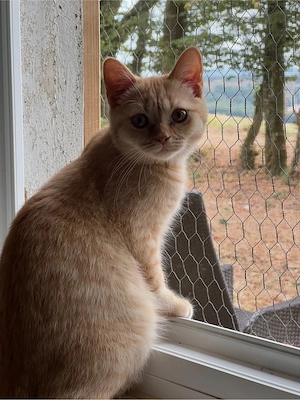 Reinrassiger BKH Kater mit Stammbaum