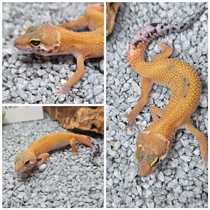 Leopardgecko weibchen Tangerine 