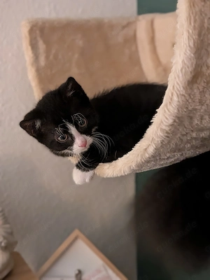 Zauberhaftes Katzengeschwisterpärchen Nala & Loki sucht ab dem 15. November ein l
