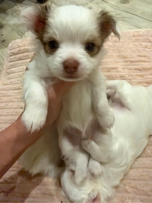 Wunderschöne Langhaar Chihuahua Welpen