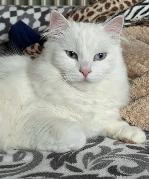 Perser Mix Katze