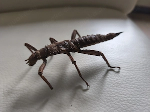Riesendornschrecken - Pärchen -Eurycantha calcarata